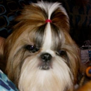 Meet your Posher, Jo